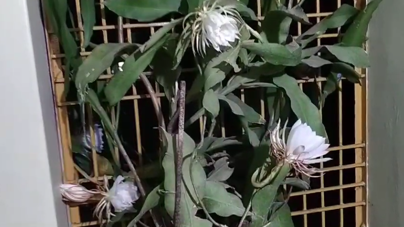 అనకాపల్లి జిల్లాలో ఉషా ఉపాధ్యాయురాలికి చెందిన ఇంటిలో 5 అరుదైన బ్రహ్మకమలాలు వికసించాయి. స్థానికులు వీటిని చూసేందుకు బారులు తీరారు.