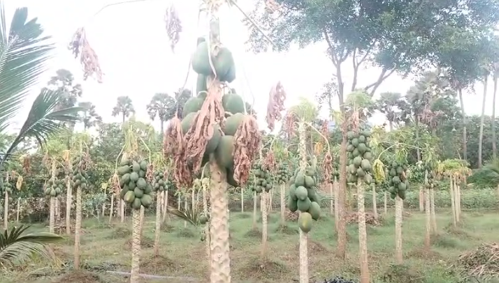 తుని నియోజకవర్గం కోటనందూరు మండలం ఇండుగపల్లి గ్రామంలోని మందపాటి సుందరమ్మ మరియు అల్లు సూర్యనారాయణ దంపతులు ప్రకృతి వ్యవసాయం చేసిన పొలాలు తుఫానులతో నష్టపోయాయి. సచివాలయ అధికారులకు పంట నష్టపరిహారం కోసం ఇచ్చిన ఫిర్యాదులపై స్పందించలేదు.