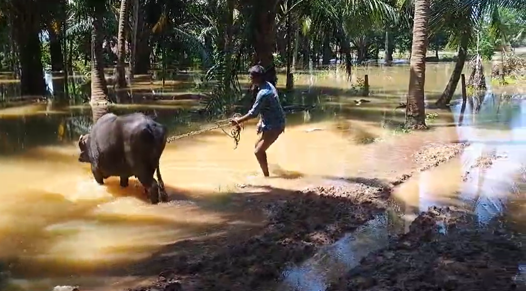 గోదావరి వరదలతో బెంబేలెత్తుతున్న లంకవాసులు, పాడి రైతుల ఆవేదన