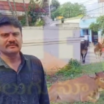 In Kushaiyiguda, thieves attempted to steal cows under the influence of drugs, but were confronted by locals and fled the scene.