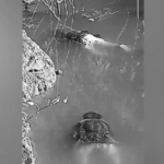 తాడ్వాయి మండలంలో దసరా పండుగ విషాదంగా మారింది The Dasara festival in Nandivada village of Kamareddy district turned tragic as two children were found dead in a well, prompting an investigation by local police.