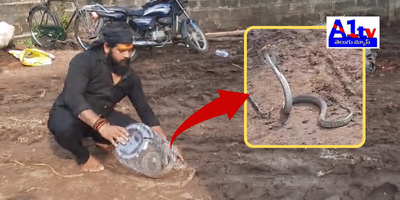 In Ambajipet, Surya Teja encountered a snake while working at a coconut warehouse. With the help of snake catcher Varma, they safely captured the snake