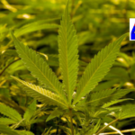 A couple from Sikkim, residing in Bengaluru, planted cannabis in flower pots on their balcony. When the photos went viral on social media, the police took action and seized the plants.