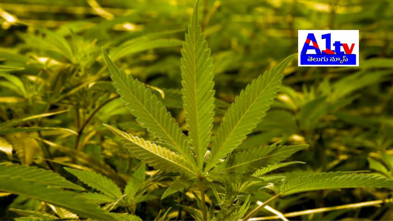 A couple from Sikkim, residing in Bengaluru, planted cannabis in flower pots on their balcony. When the photos went viral on social media, the police took action and seized the plants.