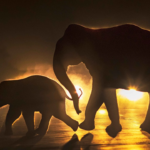 అరికెల పొలంలో ఏనుగుల మరణం In Madhya Pradesh, ten elephants have died due to pesticide poisoning linked to rice fields. Authorities are investigating the incident at Bandhavgarh Tiger Reserve.
