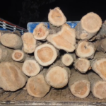 Villagers in Burja Mandal caught a vehicle smuggling teak trees from government land, demanding strict action against the culprits and YSRCP leaders.