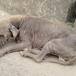 A strange virus causing hair loss, skin issues, and death in dogs is spreading in Chintalapudi. Immediate measures are needed to protect both dogs and people.