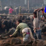 During the Gadhimai festival in Nepal, over 4200 cattle were sacrificed, but authorities managed to rescue at least 750 animals, transporting them to a sanctuary.