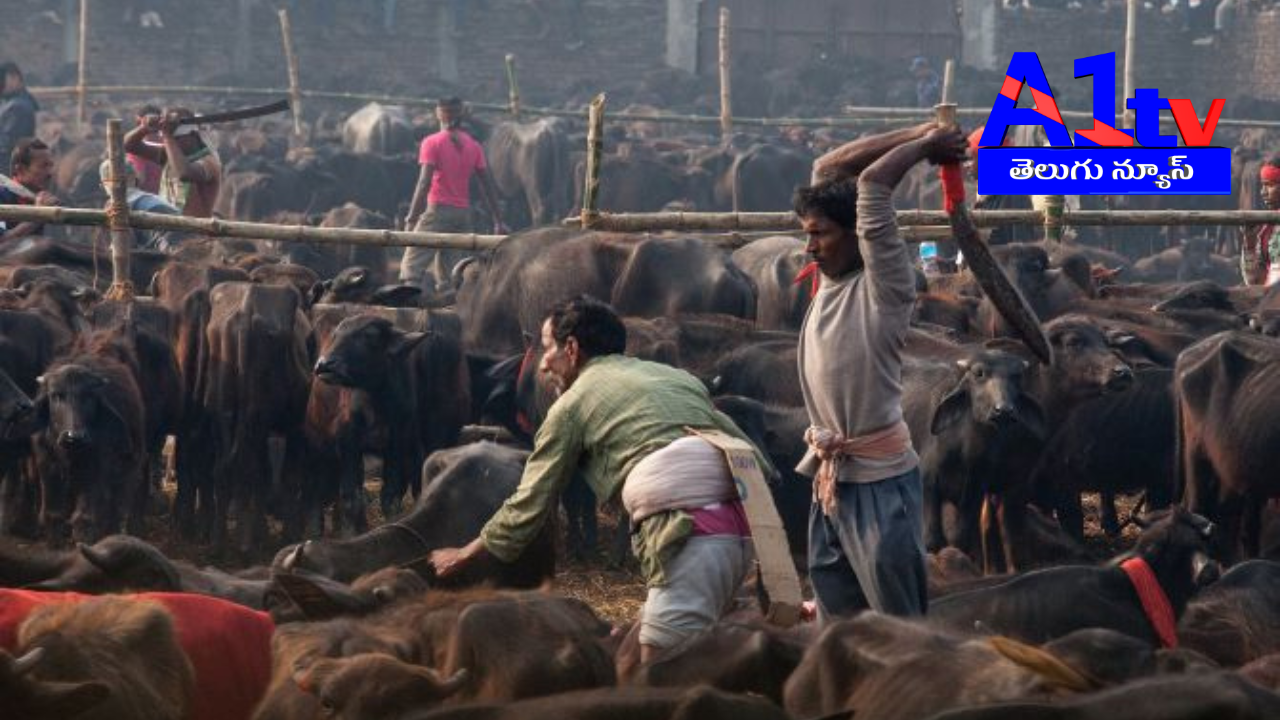 During the Gadhimai festival in Nepal, over 4200 cattle were sacrificed, but authorities managed to rescue at least 750 animals, transporting them to a sanctuary.