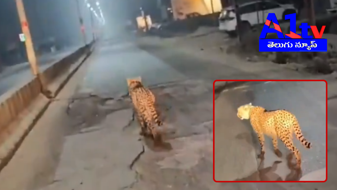 A cheetah from Kuno National Park, Madhya Pradesh, escaped its enclosure and was seen roaming in a residential area, captivating onlookers.