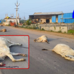 A tragic accident near Gangapuri claims five cows' lives. Negligence by owners and authorities highlighted. Strict measures for cow safety demanded.