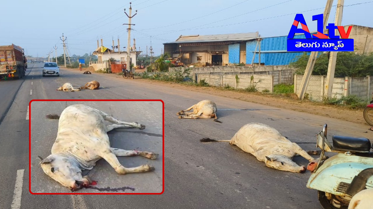 A tragic accident near Gangapuri claims five cows' lives. Negligence by owners and authorities highlighted. Strict measures for cow safety demanded.