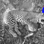 గన్నవరం మండలం మెట్లపల్లిలో చిరుతపులి సంచారం A leopard was found dead in a trap set for wild boars in Gannavaram's Mettapalli village. Local residents are now fearful of more leopards in the area.