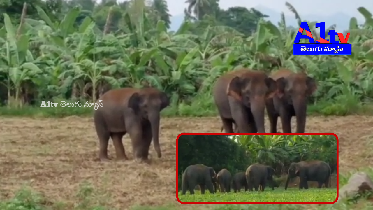 Elephant attacks continue in Kurupam and Komarada regions, with farmers demanding compensation for crop losses.