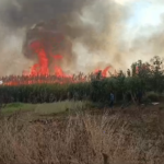 A fire broke out in a sugarcane field in Ippapalli, Sangareddy, causing extensive crop damage. Farmers incur heavy losses due to the blaze.