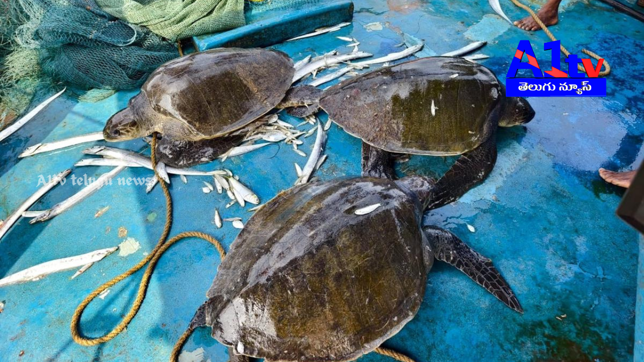 Deputy CM Pawan Kalyan took action to stop illegal turtle hunting at Vakapudi in Kakinada district. He directed authorities to implement a ban on fishing and intensify patrolling along the coast.
