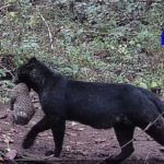 A rare black panther was captured on a trap camera in Odisha's Nayagarh forest, carrying its cub. The video shared online is now viral.