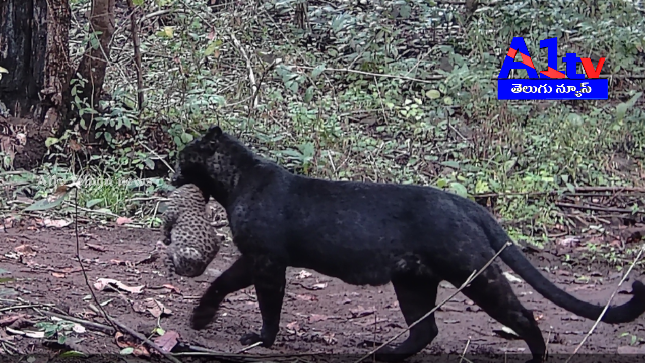 A rare black panther was captured on a trap camera in Odisha's Nayagarh forest, carrying its cub. The video shared online is now viral.