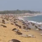 Around 7 lakh Olive Ridley turtles have arrived at Odisha’s Gahirmatha Beach. The government has taken special measures to protect their nesting sites.