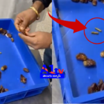 Customs officials seized 172 grams of gold hidden in dates from a passenger arriving from Jeddah at Delhi Airport.