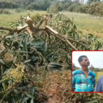 In Dattirajeru Mandal, Vizianagaram, miscreants cut down a 12-year-old mango orchard, shocking the locals.
