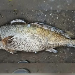 ఒక్క రాత్రికే లక్షాధికారి చేసిన అరుదైన కచిడి చేప! A rare Kachidi fish caught by a fisherman in Kakinada fetched ₹3.95 lakh at auction due to its high medicinal value.