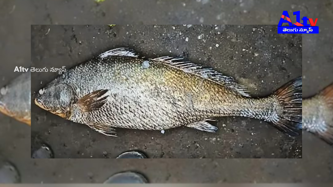 A rare Kachidi fish caught by a fisherman in Kakinada fetched ₹3.95 lakh at auction due to its high medicinal value.