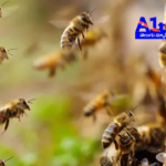 During a bomb threat probe at Kerala Collectorate, a bee attack left 70 injured, creating chaos and panic.