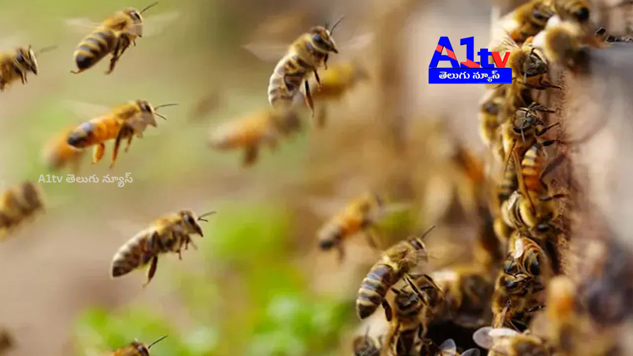 During a bomb threat probe at Kerala Collectorate, a bee attack left 70 injured, creating chaos and panic.
