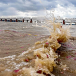 పవిత్ర గంగానది నీరు స్నానానికి పనికిరాదని బీహార్ కాలుష్య నియంత్రణ మండలి (BSPCB) తేల్చింది. రాష్ట్రంలోని 34 ప్రాంతాల్లో గంగానది నీటి నాణ్యతను రెండు వారాలపాటు పరీక్షించిన అనంతరం ఈ నివేదిక వెలువడింది. బీహార్ అసెంబ్లీలో ప్రవేశపెట్టిన ఆర్థిక సర్వే 2024-25లో కూడా ఈ విషయాన్ని స్పష్టం చేశారు. నదిలో అధిక స్థాయిలో బ్యాక్టీరియా కారణంగా స్నానానికి అనువుగా లేదని అధికారులు తెలిపారు. గంగానది ఒడ్డున ఉన్న పట్టణాల నుంచి మురుగు నీరు నదిలో కలుస్తుండటమే ప్రధాన కారణమని సర్వే వెల్లడించింది. ఇళ్ల నుంచి వచ్చే కలుషిత నీరు నేరుగా గంగలో చేరుతుండటంతో నదిలో బ్యాక్టీరియా పెరిగినట్టు అధికారులు తెలిపారు. అయితే, ఈ నీరు వ్యవసాయం, చేపల పెంపకానికి మాత్రమే ఉపయోగపడుతుందని పేర్కొన్నారు. పీహెచ్ స్థాయిలు, డిజాల్వ్‌డ్ ఆక్సిజన్, బయోకెమికల్ ఆక్సిజన్ డిమాండ్ (BOD) పరిమిత స్థాయిలో ఉన్నాయని వివరించారు. బీహార్ కాలుష్య నియంత్రణ మండలి చైర్మన్ శుక్లా మాట్లాడుతూ, కేంద్ర కాలుష్య నియంత్రణ మండలి ప్రమాణాలతో పోల్చినప్పుడు గంగానదిలో కొన్ని ప్రాంతాల్లో ఫీకల్ కోలిఫాం స్థాయి అత్యధికంగా ఉన్నట్టు గుర్తించామని చెప్పారు. కాలుష్య నియంత్రణ చర్యలు తీసుకోవాల్సిన అవసరం ఉందని, నదిలో కలిసే మురుగు నీటిని శుద్ధి చేసేందుకు ప్రత్యేక ప్రణాళికలు రూపొందిస్తున్నట్టు తెలిపారు. ఈ నివేదిక వెలువడిన నేపథ్యంలో స్థానిక ప్రజలు ఆందోళన వ్యక్తం చేస్తున్నారు. గంగానది పవిత్రతకు భంగం కలుగకుండా తగిన చర్యలు చేపట్టాలని ప్రభుత్వాన్ని కోరుతున్నారు. కాలుష్య నివారణకు సమర్థమైన ప్రణాళికలు అమలు చేయాలని, పరిశుభ్రమైన గంగా కోసం ప్రత్యేక నిధులను కేటాయించాలని ప్రజలు డిమాండ్ చేస్తున్నారు.