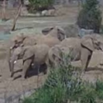 Elephants in San Diego Zoo formed a circle during the earthquake, showcasing their alertness and unique behavior. The zoo released a video of the incident.