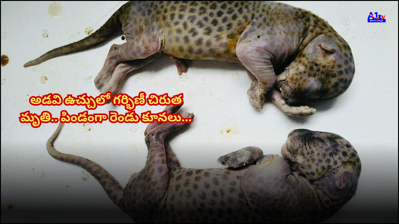 Pregnant leopard dies in a snare trap set for wild boars near Madanapalle. Veterinary team shocked to find two unborn cubs during postmortem.