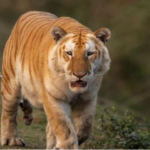 A rare golden tiger was captured on camera in Kaziranga by wildlife photographer Sudhir Shivaram, stunning nature lovers and experts alike.