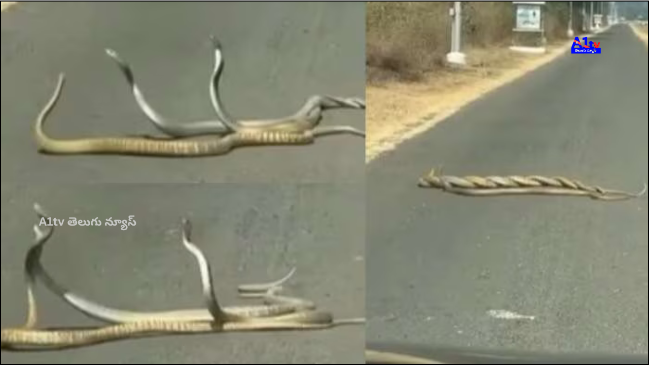 A rare love triangle among three snakes on a road in Pune has gone viral, drawing hilarious and curious reactions from netizens.