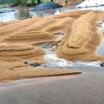 అకాల వర్షాలతో పంట నష్టం.. రైతులకు తీవ్ర నష్టం Unseasonal rains and hailstorms have caused major crop damage across Telangana, affecting over 10,000 acres and leaving farmers deeply worried.