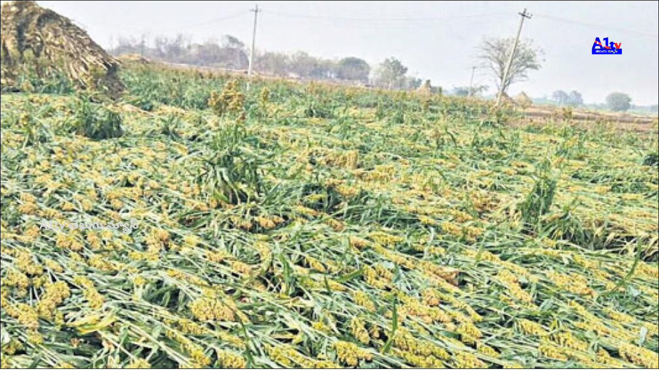 Unseasonal rains hit AP hard. Paddy, maize, and banana crops suffer major damage. Officials estimate loss across 13,000+ acres.