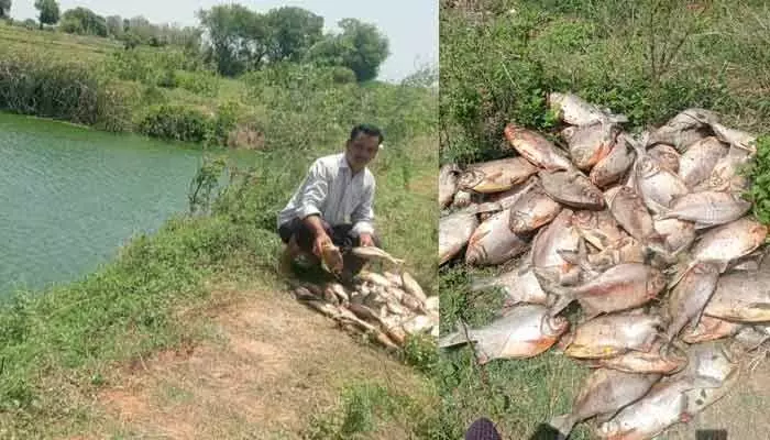 తెలంగాణ రాష్ట్రం సూర్యాపేట జిల్లాలో విషాదకర సంఘటన చోటుచేసుకుంది. చిలుకూరు మండలంలోని శీత్లా తండాలోని ఓ చేపల చెరువులో గుర్తుతెలియని దుండగులు విషప్రయోగం చేశారు.దీంతో చెరువులో養ించే చేపలు అన్నీ మరణించాయి. రైతు ప్రకారం, ఈ ప్రమాదంలో సుమారు 5 టన్నుల చేపలు నష్టపోయినట్లు అంచనా."ఇంత భారీగా పెట్టుబడి పెట్టాం సార్… ఒక్కరాత్రిలో అన్నీ నాశనం అయిపోయాయి. పిల్లల చదువులు, అప్పులు అన్నీ అదే మీదే ఆధారపడి ఉన్నాయి. న్యాయం చేయండి సార్!"రైతు కంటతడి తో అడుగుతున్నాడు – ఎవరు ఈ దుష్కృతానికి పాల్పడ్డారన్న దానిపై విచారణ జరిపి, నష్టపరిహారం కల్పించాలని అధికారులను కోరుతున్నాడు. పోలీసులు కేసు నమోదు చేసి, సంఘటన స్థలాన్ని పరిశీలిస్తున్నారు."విషప్రయోగంపై కేసు నమోదు చేసుకున్నాం అని పోలీస్ లు తెలిపారు. మృత చేపలు శాంపిల్స్ ల్యాబ్కి పంపించి విచారణ కొనసాగుతోంది అని తెలిపారు.సాధారణ రైతు పెట్టుబడిపై నమ్మకం పెట్టుకొని జీవనం సాగిస్తుంటే… ఇలా తెలిసినవాళ్లకో తెలియనివాళ్లకో చేసిన కుట్ర అంతా నాశనం చేసేసింది. బాధిత రైతుకు తగిన న్యాయం జరగాలన్నది గ్రామస్థుల డిమాండ్