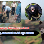 కుమ్రం భీం: పశువులను మేపుతూ ఎలుగుబంటి దాడి – దంపతుల మృతి, కుటుంబానికి రూ.20 లక్షల పరిహారం