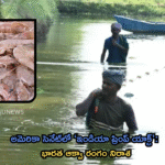 అమెరికా సెనేట్లో ‘ఇండియా ష్రింప్ యాక్ట్’: భారత ఆక్వా రంగం నిరాశ