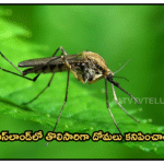 ఐస్లాండ్లో తొలిసారిగా దోమలు కనిపించాయి