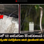 క్రాంతినగర్లో 12 అడుగుల కొండచిలువ కలకలం – యువకుల ధైర్యంతో సురక్షితంగా అటవీ ప్రాంతంలో విడిచిపెట్టారు