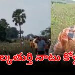 ఎల్కతుర్తి రోడ్డుపై వదిలిన నాటు కోళ్లు – ప్రజలు పట్టుకుంటున్న దృశ్యం