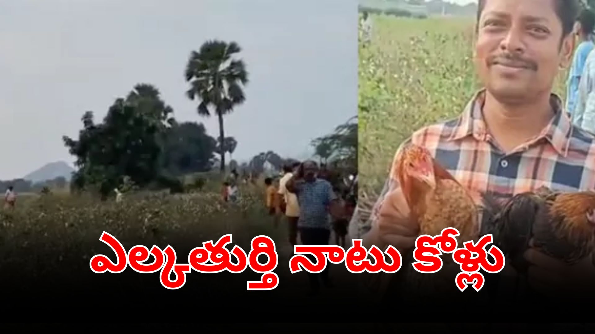 ఎల్కతుర్తి రోడ్డుపై వదిలిన నాటు కోళ్లు – ప్రజలు పట్టుకుంటున్న దృశ్యం