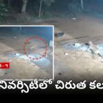 తిరుపతి ఎస్వీ యూనివర్సిటీలో చిరుత సంచారం రికార్డ్ అయిన సీసీ కెమెరా దృశ్యాలు