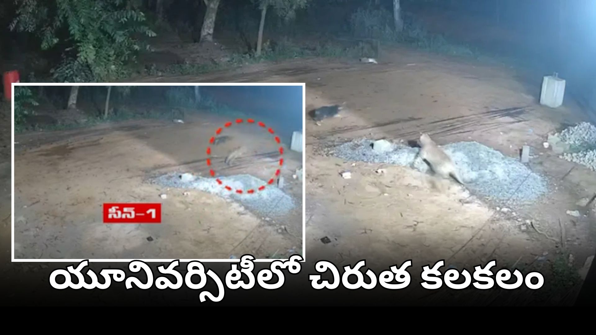 తిరుపతి ఎస్వీ యూనివర్సిటీలో చిరుత సంచారం రికార్డ్ అయిన సీసీ కెమెరా దృశ్యాలు