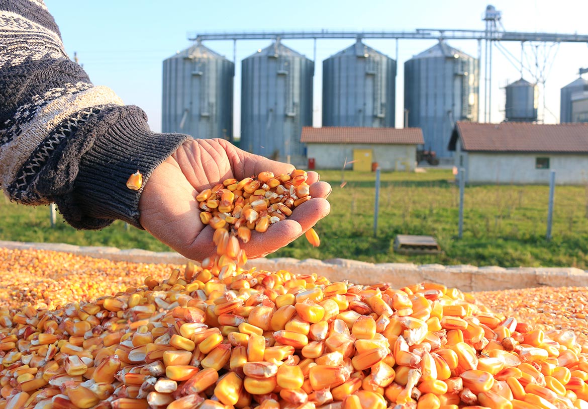 Alice in Dairyland: Why Wisconsin Corn Goes Beyond Livestock