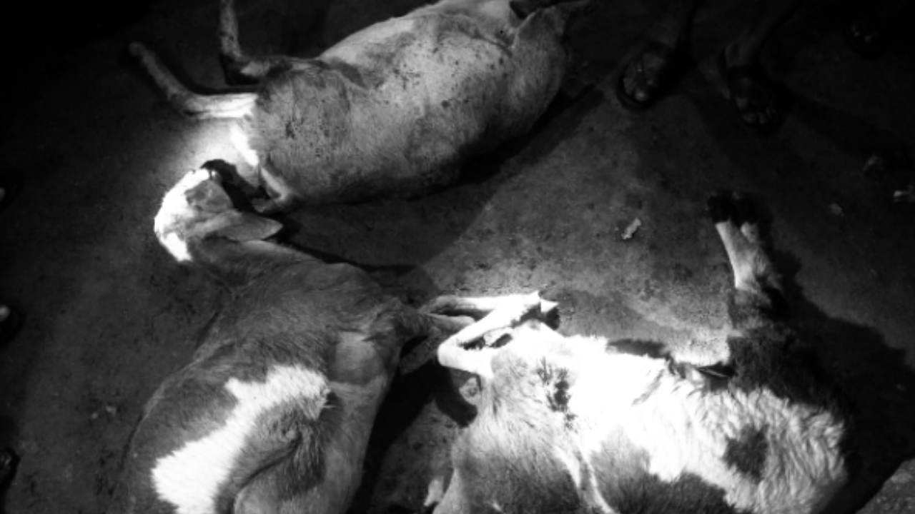 A lightning strike in Cherlopalli village, Gooty mandal, Anantapur district, led to the death of 15 sheep, causing ₹3 lakh worth of property loss.