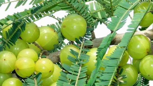 ఉసిరి ఆరోగ్యానికి మంచిదే కానీ మితిమీరితే సమస్యలు! ఇది డయాబెటిస్, ఇతర వ్యాధులకు దివ్యౌషధం. మితిమీరితే దుష్ప్రభావాలు. పూర్తి వివరాలకు వీడియో చూడండి.