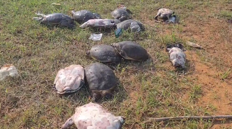 అల్లూరి సీతారామరాజు జిల్లా రంపచోడవరం మండల కేంద్రంలో కొండ తాబేలు వదిలివేతపై స్థానిక రైతులు ఆశ్చర్యం వ్యక్తం చేశారు. కొన్ని తాబేలు మృతి చెందగా, కొన్ని కోలనులోకి పరుగెత్తాయి. అటవీ అధికారులు కేసు నమోదు చేసి దర్యాప్తు చేస్తున్నారు.