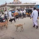 తానూర్ మండల కేంద్రంలో కుక్కల దాడిలో నలుగురు పిల్లలు గాయపడ్డారు. గ్రామంలో కుక్కల సమస్య పట్ల స్థానికులు ఆవేదన వ్యక్తం చేస్తూ, అధికారులు త్వరిత చర్యలు తీసుకోవాలని కోరుతున్నారు